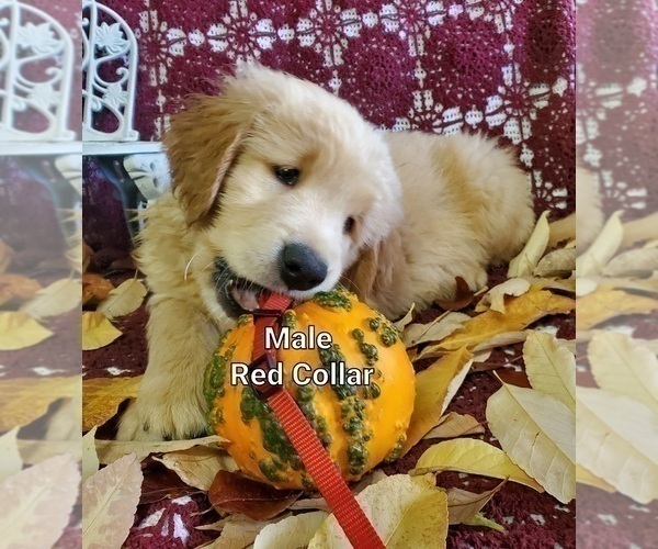Medium Photo #7 Golden Retriever Puppy For Sale in MERCED, CA, USA