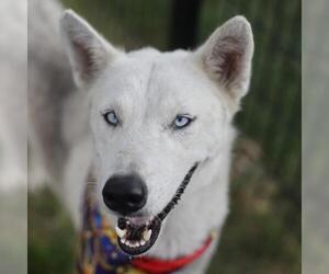 Siberian Husky-Unknown Mix Dogs for adoption in San Antonio, TX, USA