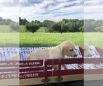 Small Photo #10 Golden Retriever Puppy For Sale in AUSTIN, KY, USA