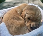 Small #4 Golden Retriever