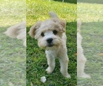 Small Maltipoo