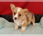 Small #4 Pembroke Welsh Corgi