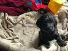 Small Photo #3 Boykin Spaniel Puppy For Sale in COLONIAL HEIGHTS, VA, USA