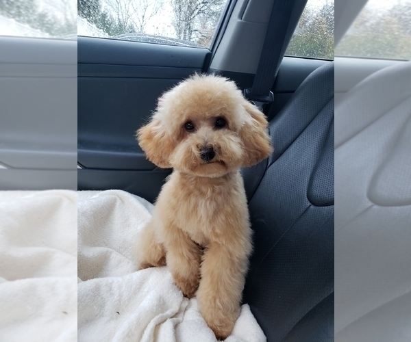 Medium Photo #11 Poodle (Toy) Puppy For Sale in LANSDALE, PA, USA