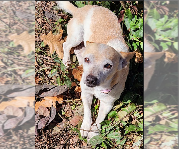 Medium Photo #1 Chihuahua-Unknown Mix Puppy For Sale in Cranston, RI, USA