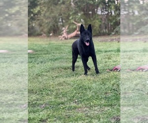 Father of the German Shepherd Dog puppies born on 05/28/2026
