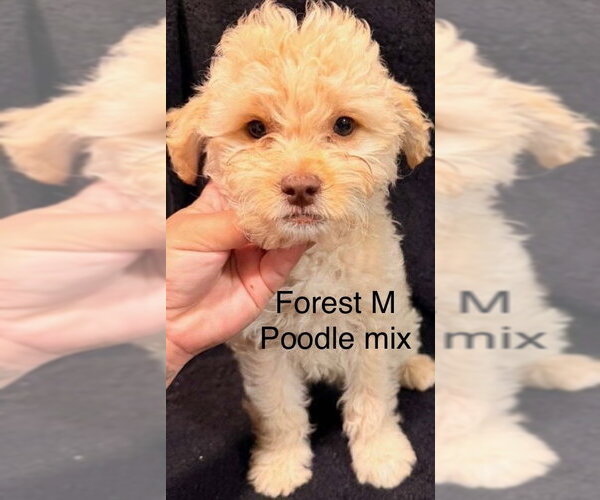 Medium Photo #1 Poodle (Miniature)-Unknown Mix Puppy For Sale in Studio City, CA, USA
