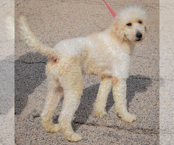 Medium Photo #3 Golden Retriever-Unknown Mix Puppy For Sale in Huntley, IL, USA