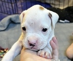 Small Photo #15 Boxer Puppy For Sale in EAST FISHKILL, NY, USA
