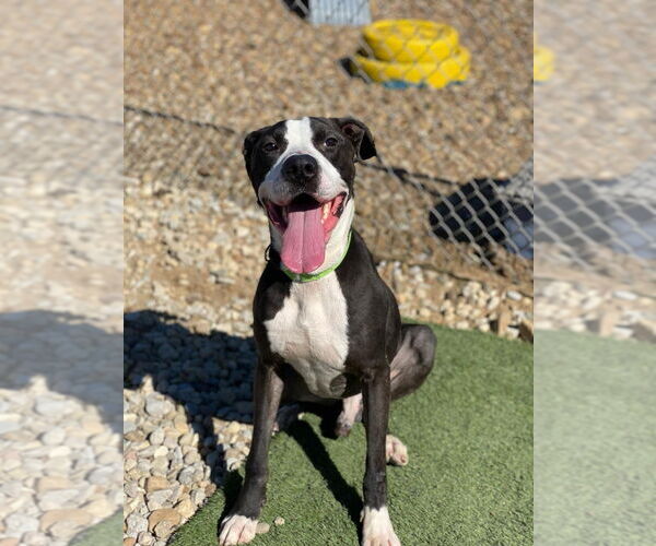 Medium Photo #5 American Pit Bull Terrier Puppy For Sale in Evansville, IN, USA