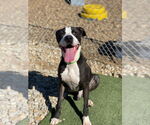 Small #4 American Pit Bull Terrier