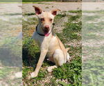 Small Labrador Retriever