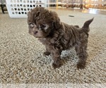 Small #1 ShihPoo
