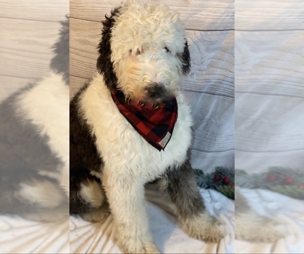 Medium Photo #1 Sheepadoodle Puppy For Sale in DENISON, TX, USA