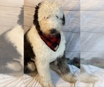 Small Photo #1 Sheepadoodle Puppy For Sale in DENISON, TX, USA