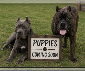 Father of the Cane Corso puppies born on 05/22/2026