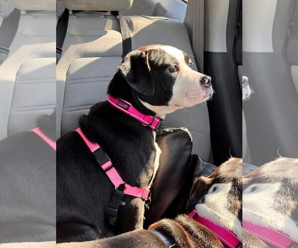 Medium Photo #2 American Staffordshire Terrier-Boxer Mix Puppy For Sale in Holly Springs, NC, USA