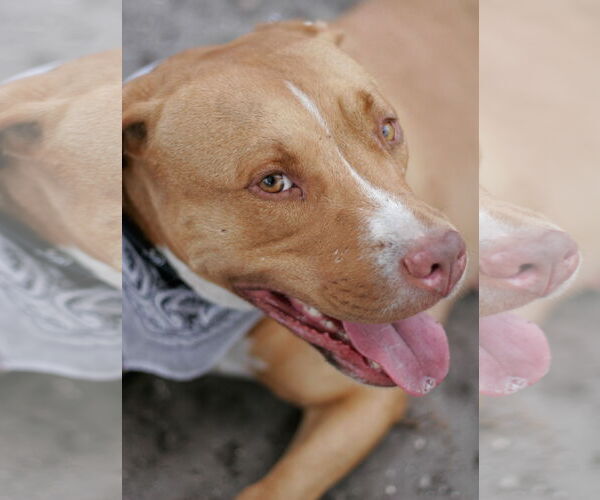 Medium Photo #21 American Staffordshire Terrier-Unknown Mix Puppy For Sale in Sanford, FL, USA