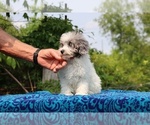 Small #7 Poodle (Toy)