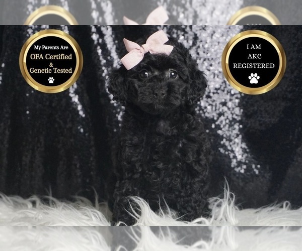 Medium Photo #6 Poodle (Toy) Puppy For Sale in WARSAW, IN, USA