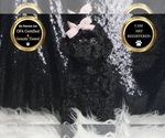 Small Photo #6 Poodle (Toy) Puppy For Sale in WARSAW, IN, USA