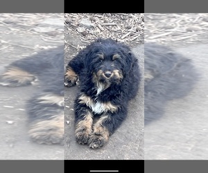 Aussiedoodle Puppy for sale in MARION, SC, USA