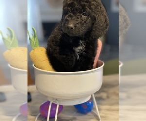 Goldendoodle-Poodle (Miniature) Mix Puppy for sale in FLAT ROCK, NC, USA