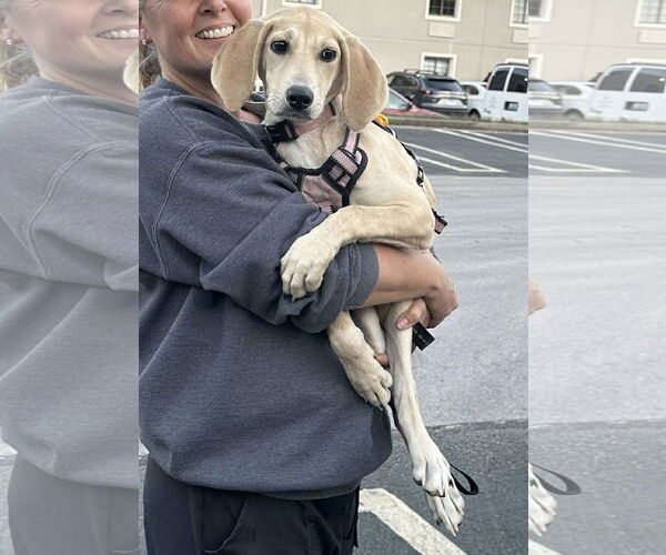 Medium Photo #7 Mutt Puppy For Sale in Westwood, NJ, USA