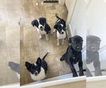 Small #3 Border Collie-Collie Mix