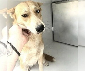 Labrador Retriever-Unknown Mix Dogs for adoption in Houston, TX, USA
