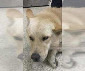 Gerberian Shepsky Dogs for adoption in Riverside, CA, USA