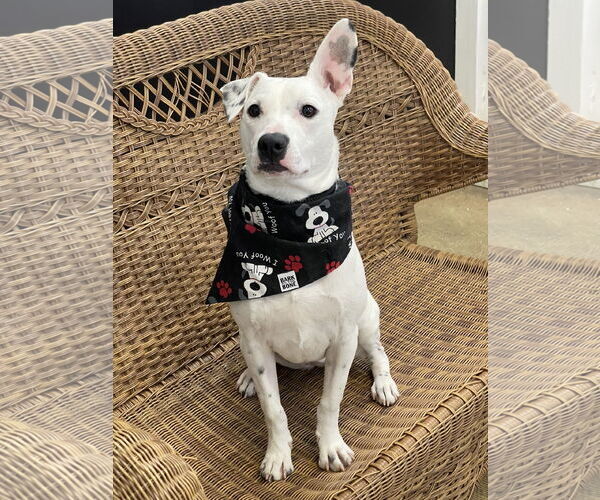 Medium Photo #1 Argentinian Mastiff-Unknown Mix Puppy For Sale in Rockaway, NJ, USA