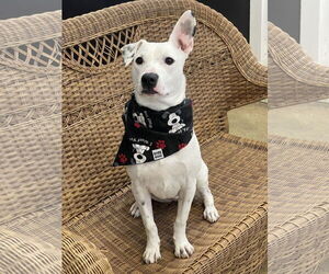 Argentinian Mastiff-Unknown Mix Dogs for adoption in Rockaway, NJ, USA