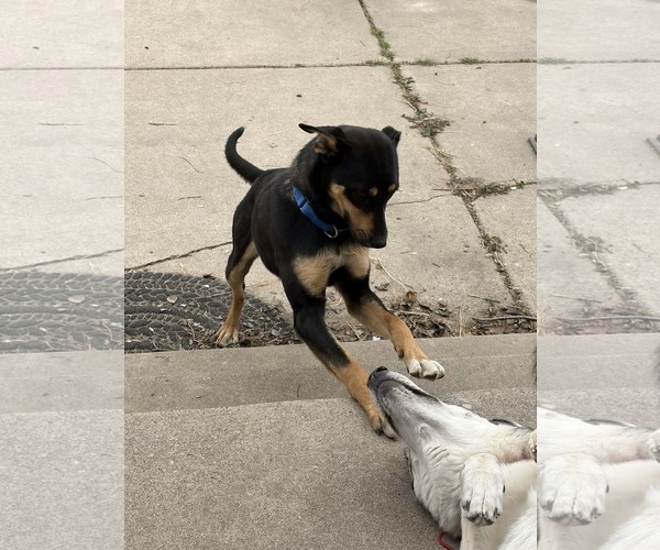 Medium Photo #5 Mutt Puppy For Sale in Sandy, UT, USA