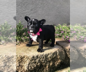 French Bulldog Puppy for sale in JURUPA VALLEY, CA, USA