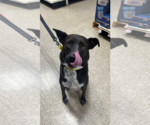 Small #1 Australian Shepherd Mix