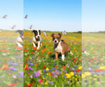 Small #17 Basenji-Rat Terrier Mix