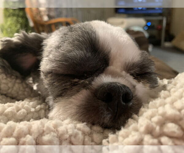 Medium Photo #3 Shih Tzu Puppy For Sale in Silver Spring, MD, USA