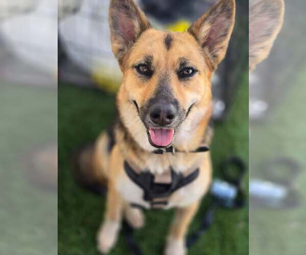 Medium Photo #1 German Shepherd Dog-Unknown Mix Puppy For Sale in Visalia, CA, USA