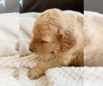 Small Photo #7 Goldendoodle Puppy For Sale in WOODLAND, AL, USA