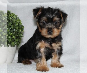 Yorkshire Terrier Puppy for sale in KINZERS, PA, USA