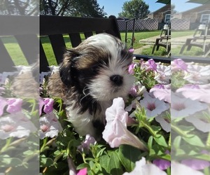 Medium Shih Tzu