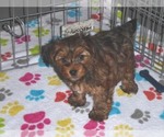 Small Photo #12 Yorkshire Terrier Puppy For Sale in ORO VALLEY, AZ, USA