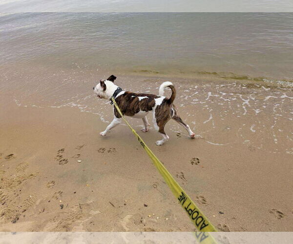 Medium Photo #4 American Pit Bull Terrier-Unknown Mix Puppy For Sale in Derwood, MD, USA