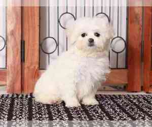 Zuchon Puppy for sale in NAPLES, FL, USA