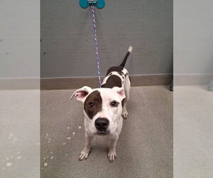 Mutt Dogs for adoption in Las Vegas, NV, USA
