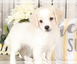 Maltese Puppy for sale in MOUNT VERNON, OH, USA