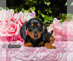 Small Photo #1 Dachshund Puppy For Sale in MIAMI, FL, USA