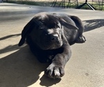 Small Photo #3 Cane Corso Puppy For Sale in LYONS, GA, USA