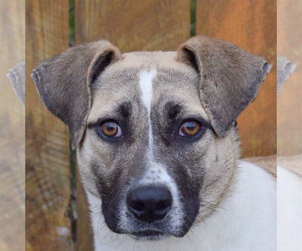 Medium Photo #1 Mutt Puppy For Sale in Huntley, IL, USA